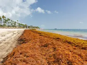 sargassum
